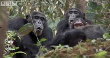 国产黑猩猩体育生视频,活力四溢的竞技风采