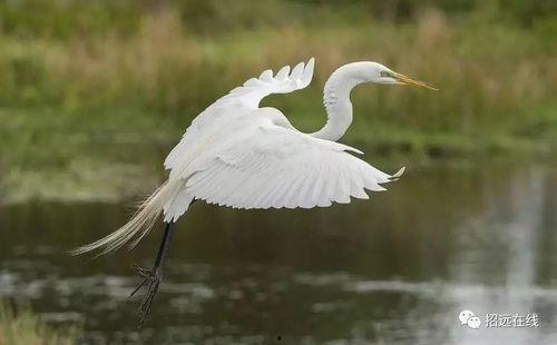 国产白鹭模型测评视频大全,全方位解析与深度评测