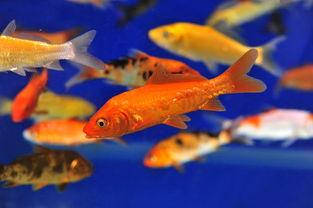 国产淡水观赏鱼视频,探寻水中精灵的美丽与魅力