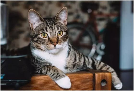 国产狸花猫动画视频,狸花猫的奇幻冒险之旅