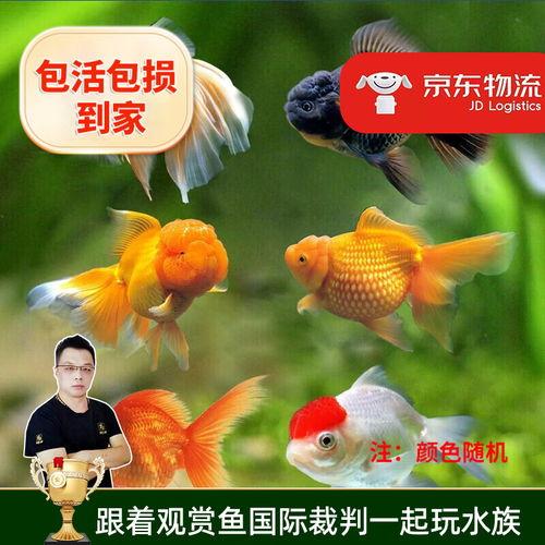 国产锦鲤活体直播视频在线观看,畅游水族世界，尽享观赏乐趣