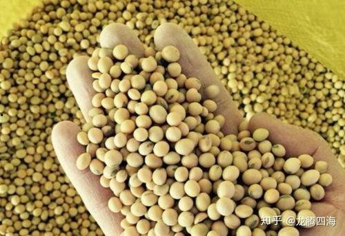 国产转基因大豆视频,科技助力农业发展新篇章